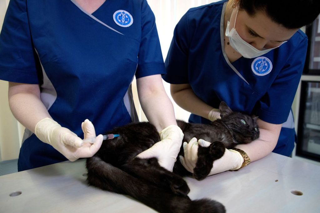 Russia Rolls Out Covid-19 Vaccine for Animals