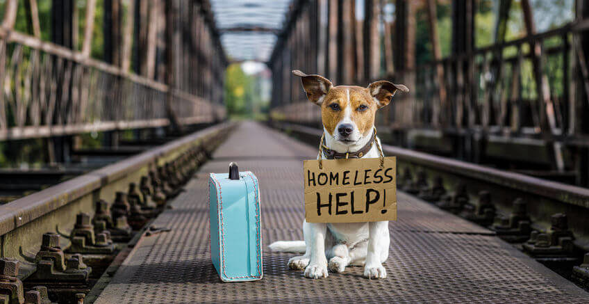 International Homeless Animals Day: The day to spread awareness about pet overpopulation