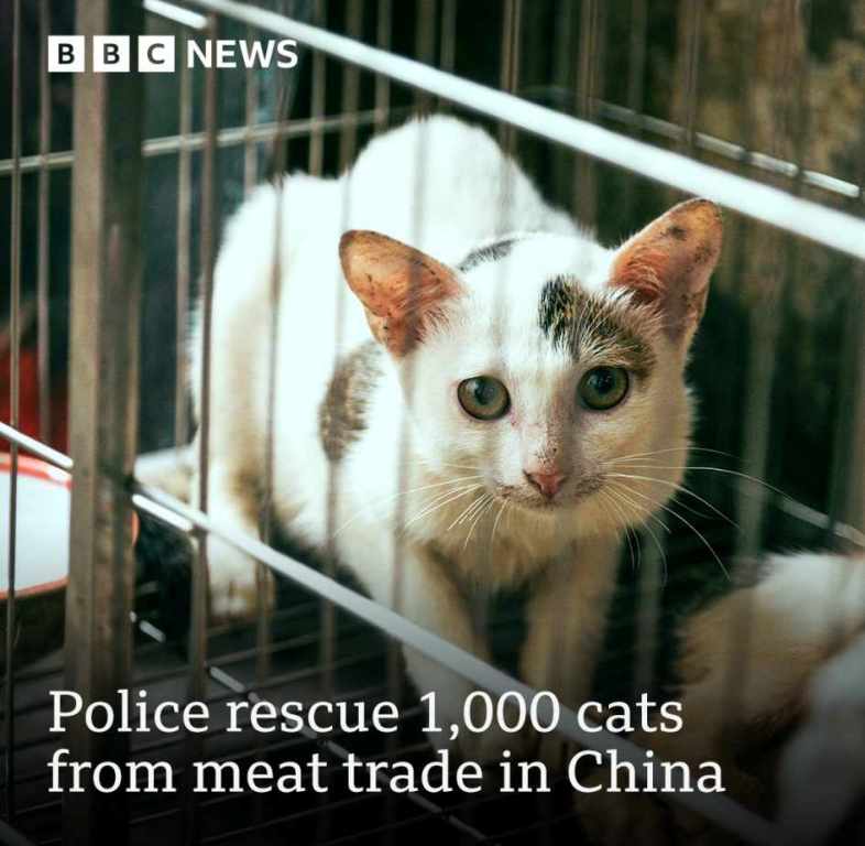 Police rescue 1000 cats from meat trade in China