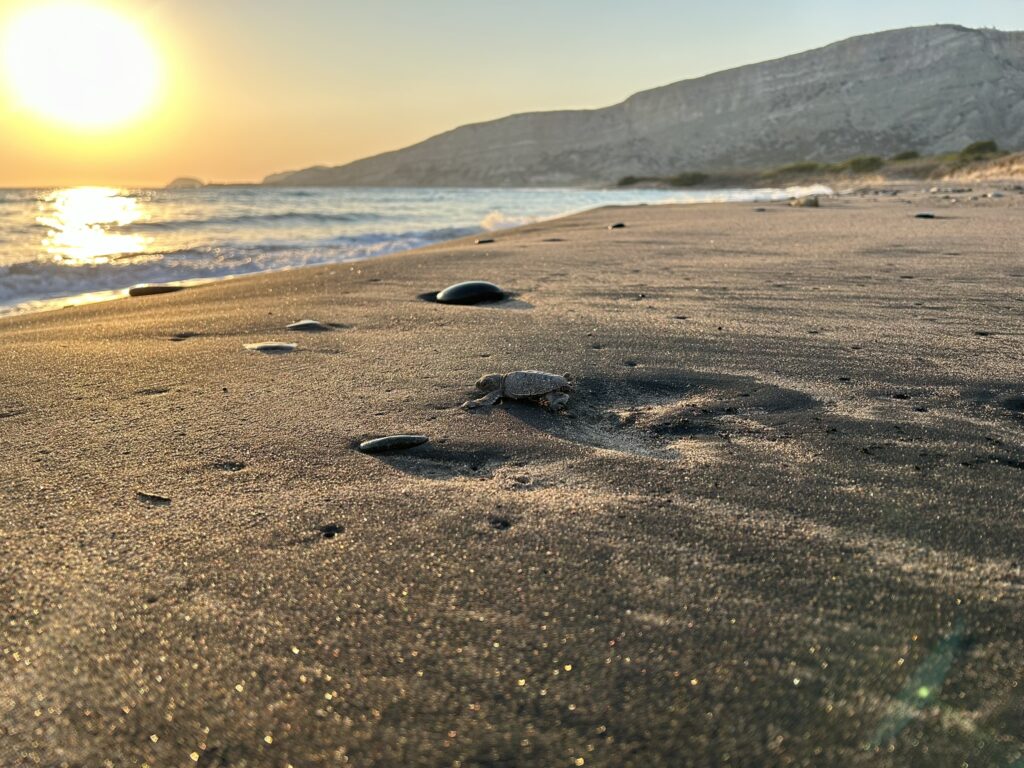 Φωλιά «πράσινης» χελώνας εντοπίστηκε στο νησί της Ρόδου! (φωτος)