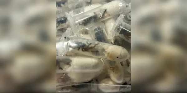 Ανακάλυψη-σοκ-σε-έλεγχο-μέσα-σε-αεροδρόμιο:-Σαν-ταινία-τρόμου!-Αντί-για-κέικ-σοκολάτας,-βρήκαν…